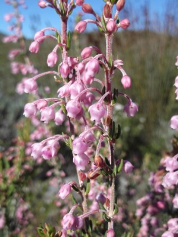 Erica irregularis