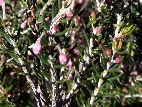 Erica irregularis leaves