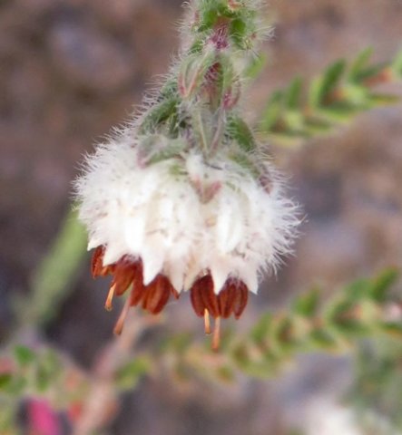 Erica lanata flowers