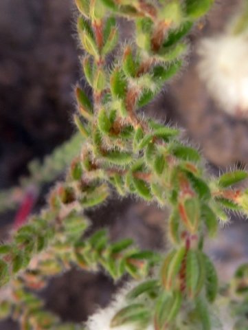 Erica lanata leaves