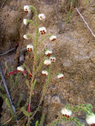 Erica lanata
