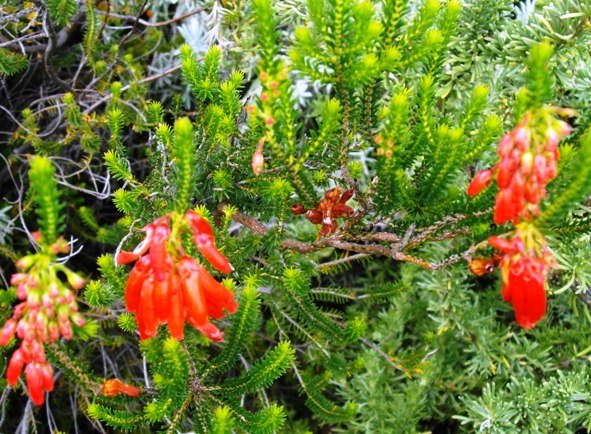 Erica mammosa