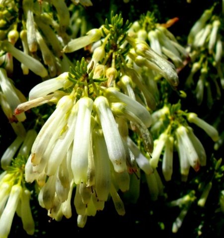 Erica mammosa flowers