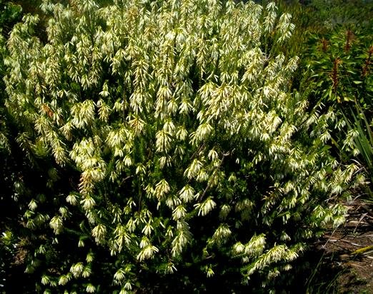 Erica mammosa pleasing gardeners