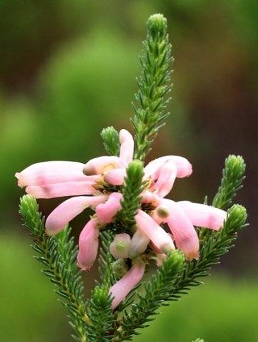 Erica mammosa contorted corollas