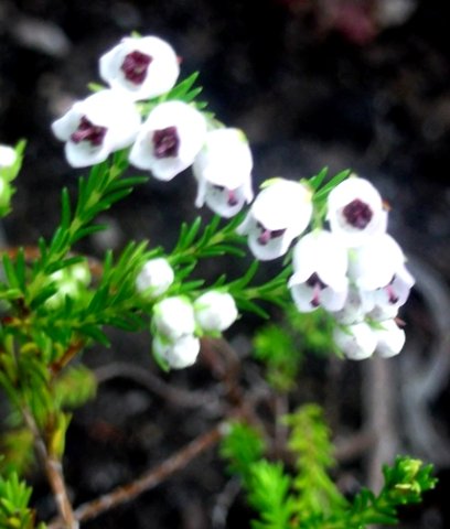 Erica margaritacea flowers
