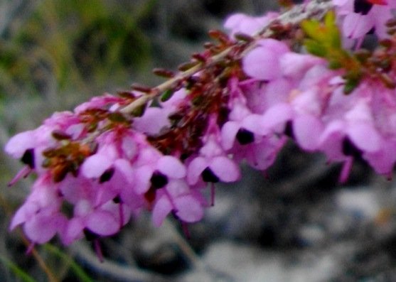 Erica melanthera leaves