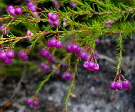 Erica multumbellifera flowers