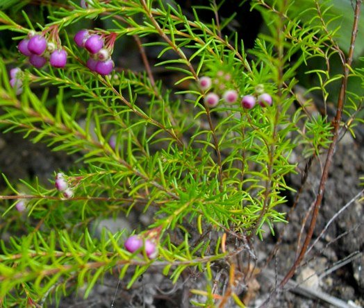 Erica multumbellifera