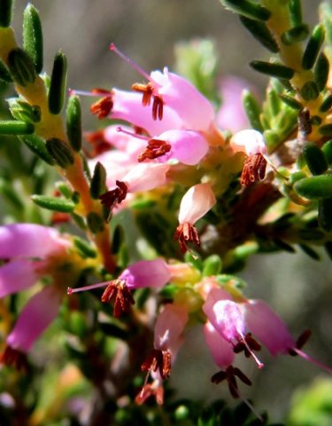 Erica species flowers