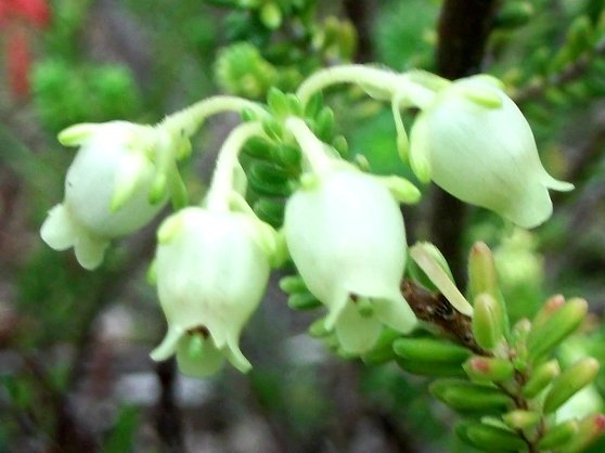 Erica oblongiflora flowers