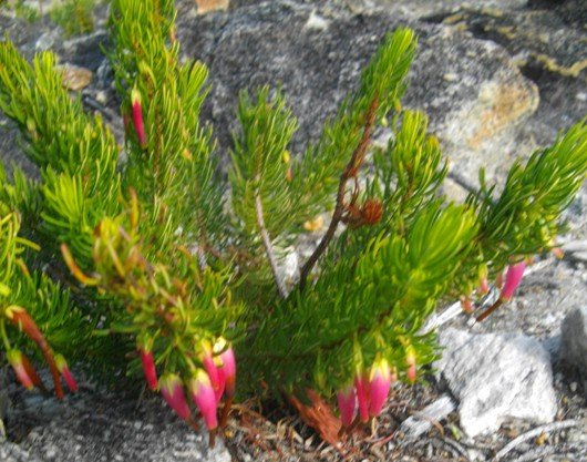 Erica plukenetii