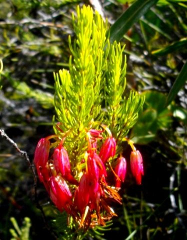 Erica plukenetii at Fernkloof