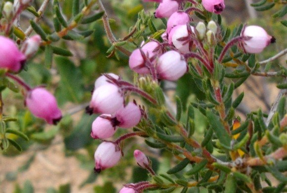 Erica pubescens