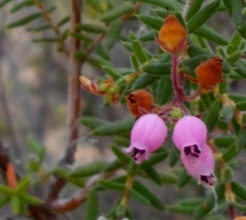 Erica pubescens flowers