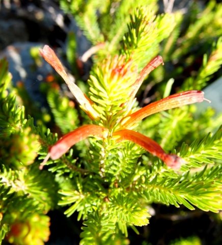 Erica quadrisulcata old flowers