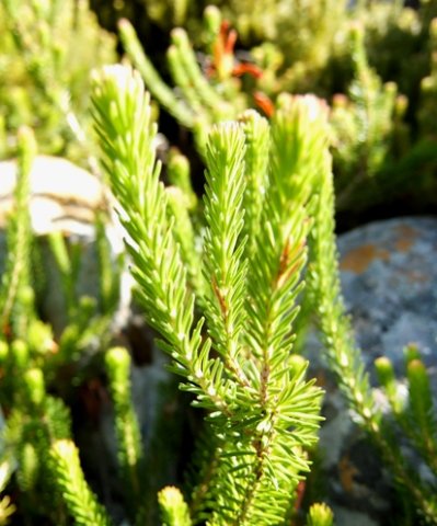 Erica quadrisulcata leaves