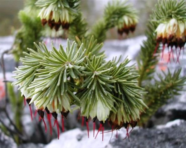 Erica recurvata back after 200 years
