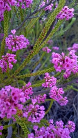 Erica seriphiifolia