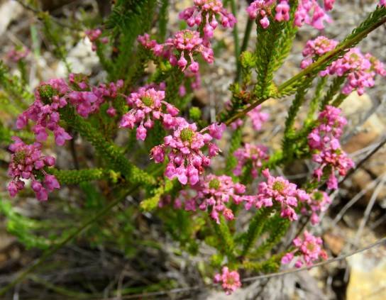 Erica seriphiifolia flowers
