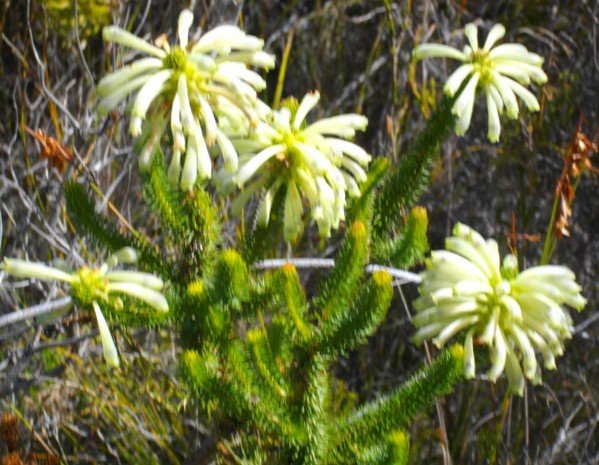 Erica sessiliflora