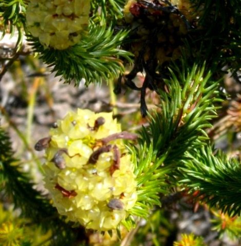 Erica sessiliflora fruit