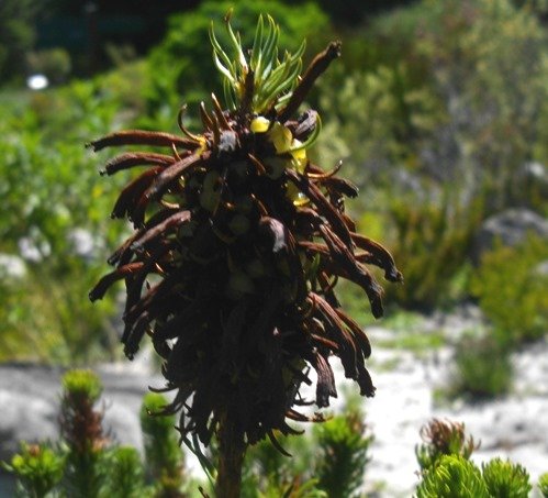 Erica sessiliflora prepared to wait