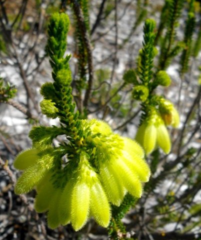 Erica sparrmanii leaves