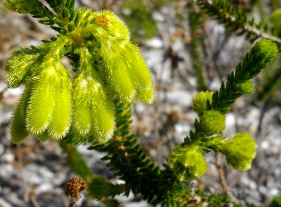 Erica sparrmanii hairy flowers