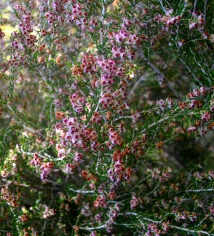Erica sparsa