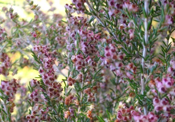 Erica sparsa leaves