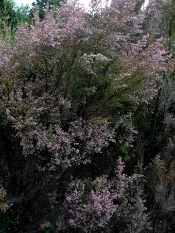 Erica sparsa tall shrub