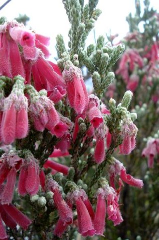 Erica strigilifolia incurving leaves