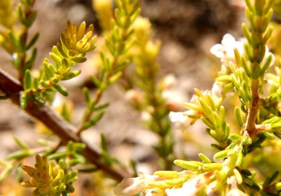 Erica subdivaricata leaves