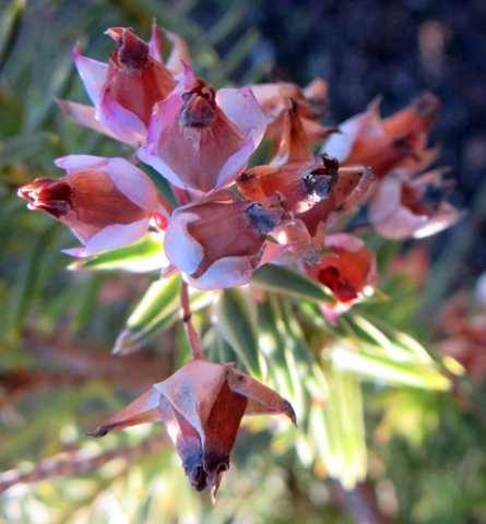 Erica taxifolia old flowers