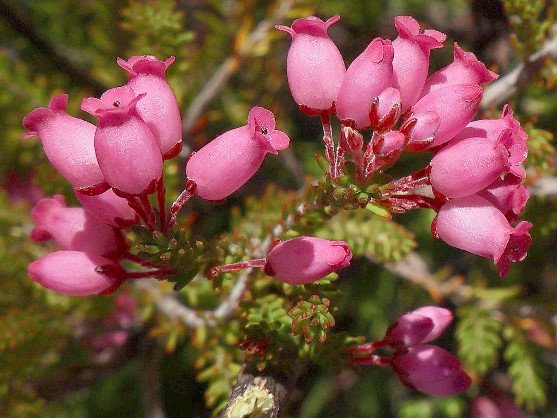 Erica tenella flowers