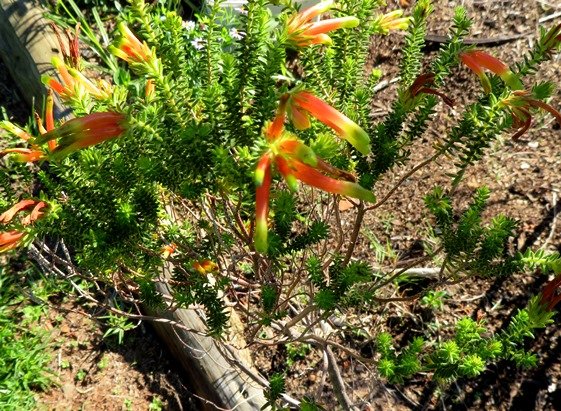 Erica unicolor subsp. mutica