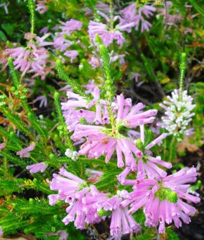 Erica verticillata