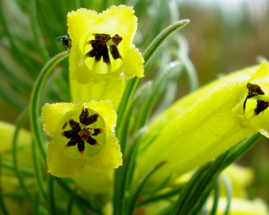 Erica viscaria subsp. longifolia flowers