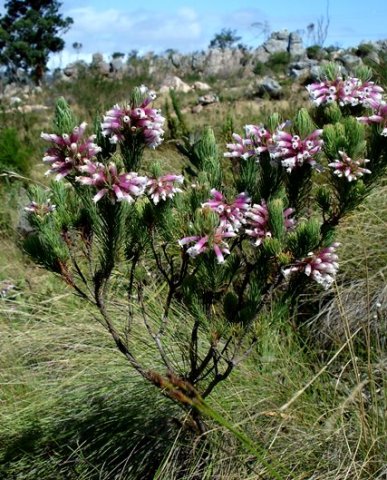 Erica viscaria subsp. longifolia branched shrublet