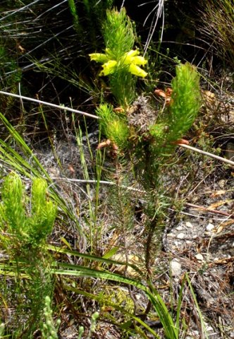 Erica viscaria subsp. longifolia