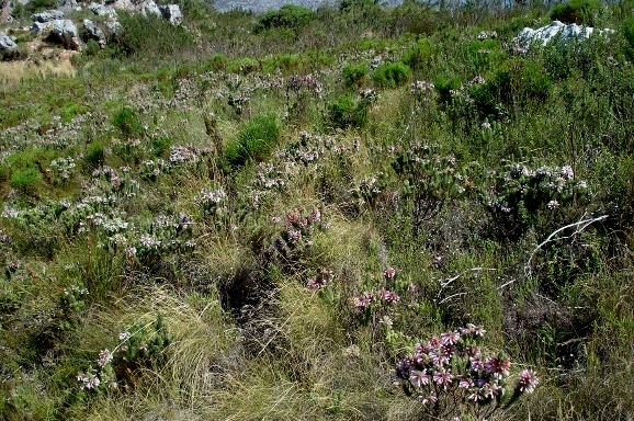 Erica viscaria subsp. longifolia, a fynbos stand