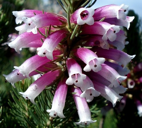 Erica viscaria subsp. longifolia flowers