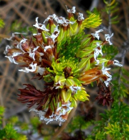 Erica walkeri 