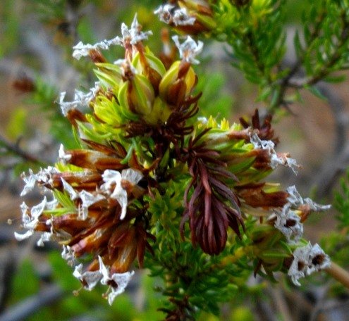 Erica walkeri old flowers