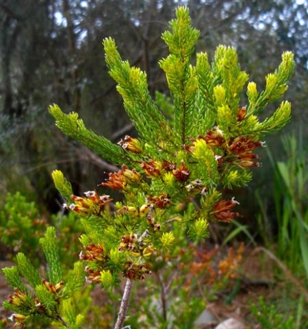 Erica walkeri leaves