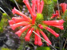 Erica abietina