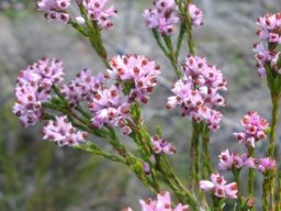 Erica articularis var. articularis