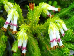 Erica banksii subsp. purpurea