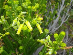 Erica brachialis